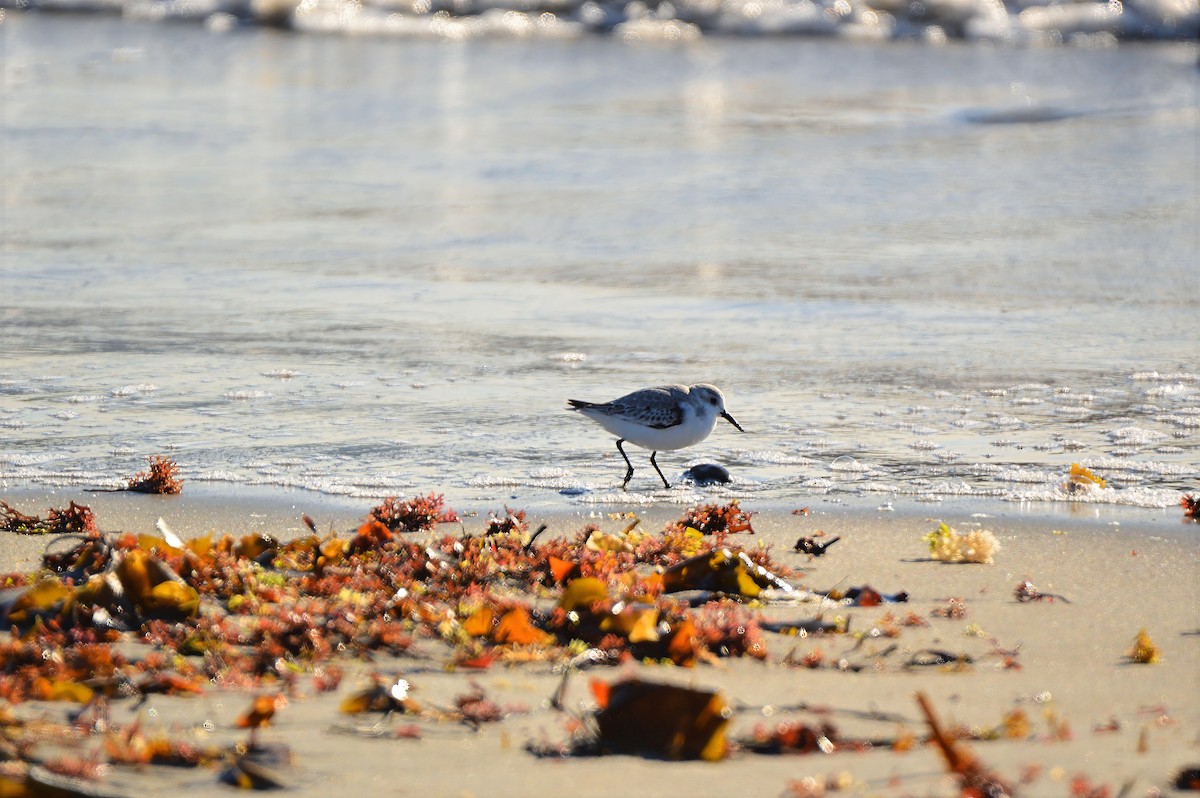 Purple Sandpiper - ML646787750