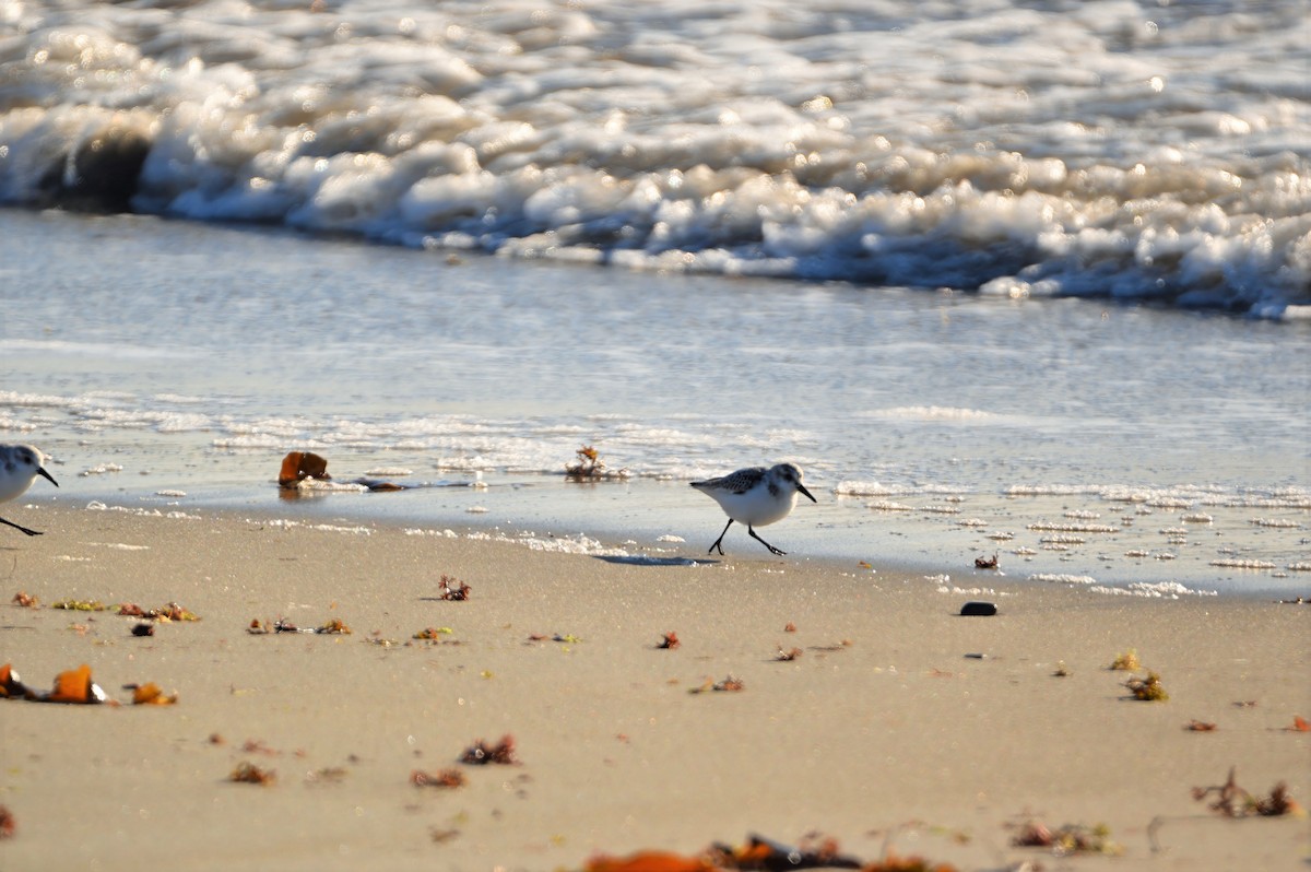 Purple Sandpiper - ML646787751