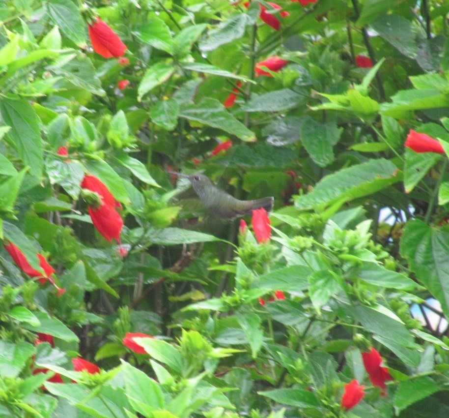 Glittering-throated Emerald - ML646787757