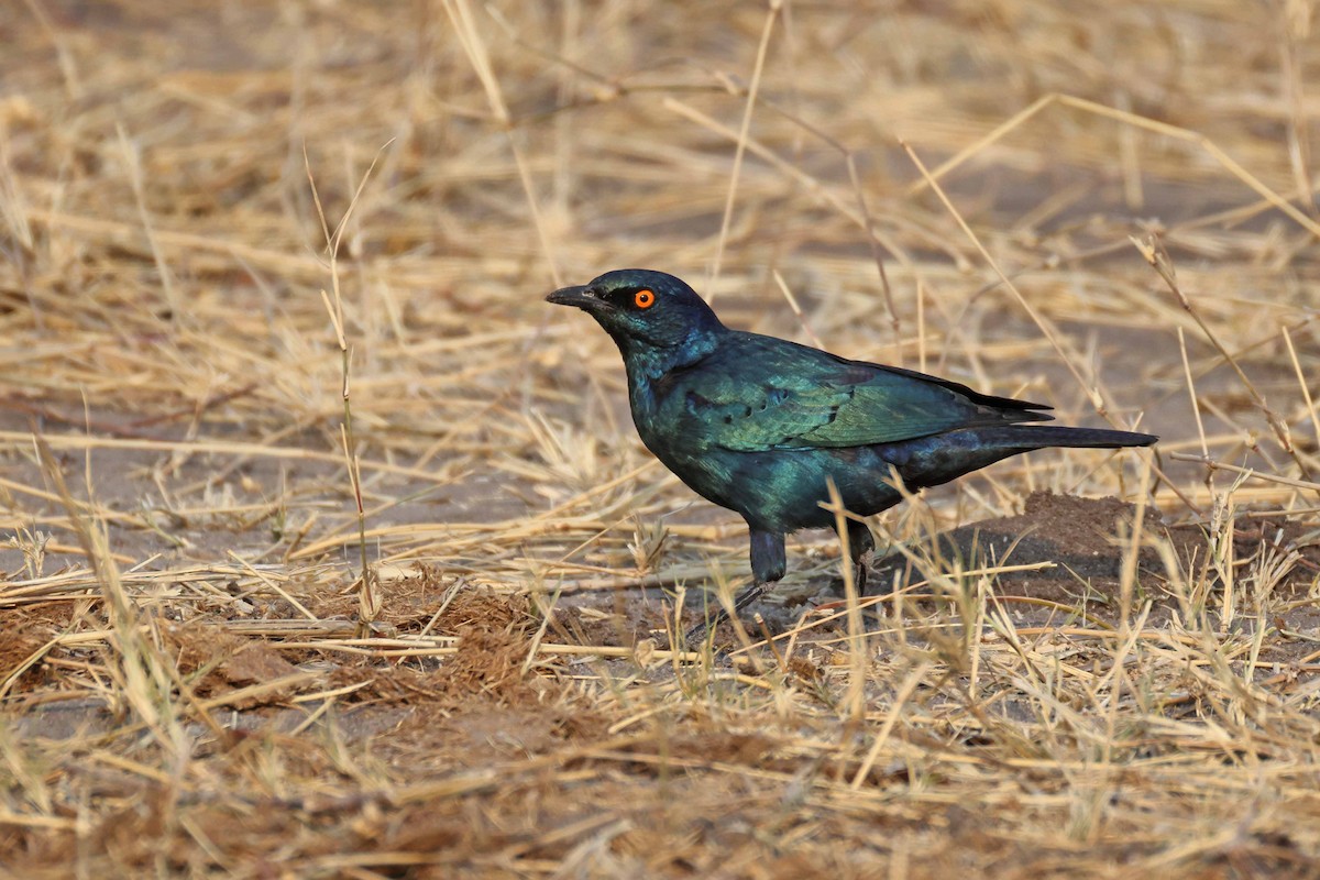 Cape Starling - ML646787761