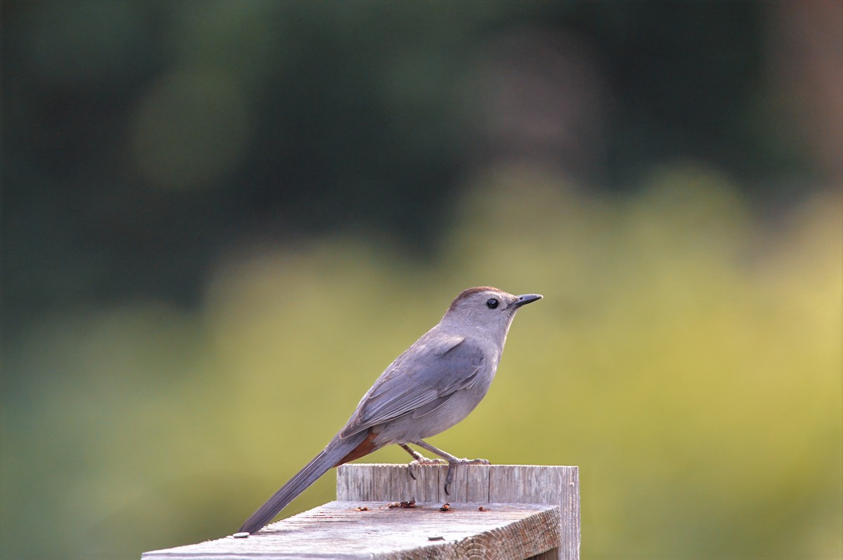 Gray Catbird - ML646787762