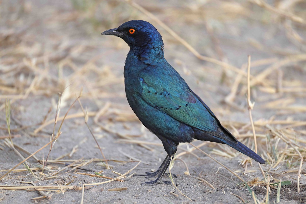 Greater Blue-eared Starling - ML646787764