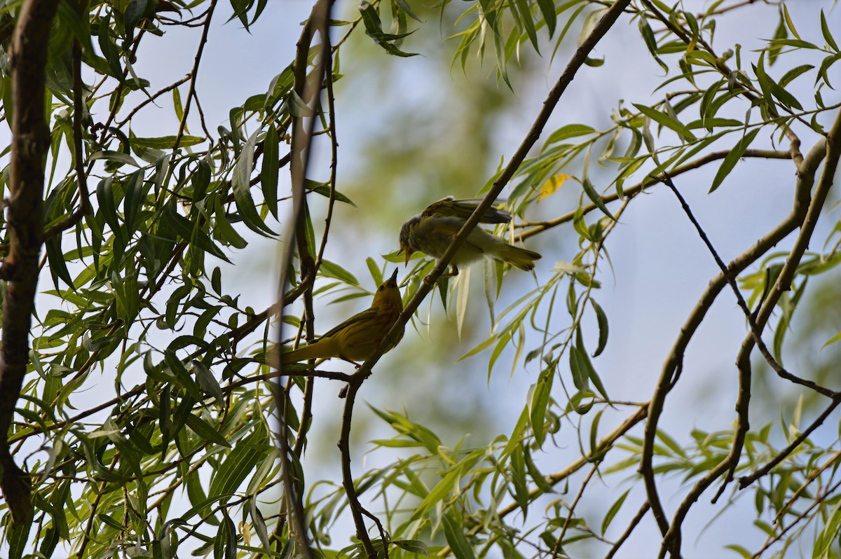Northern Yellow Warbler - ML646787765