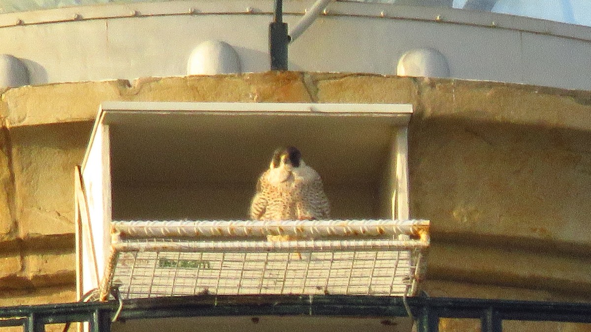 Halcón Peregrino - ML646787770