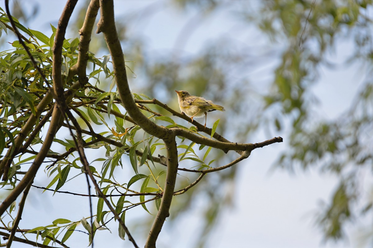 Northern Yellow Warbler - ML646787771