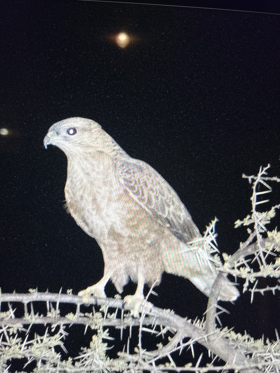 Kızıl Şahin - ML646787778