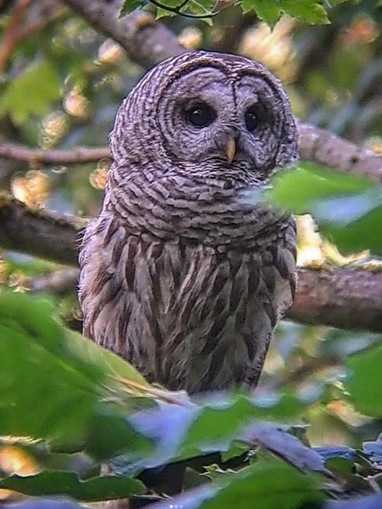 Barred Owl - ML646787784