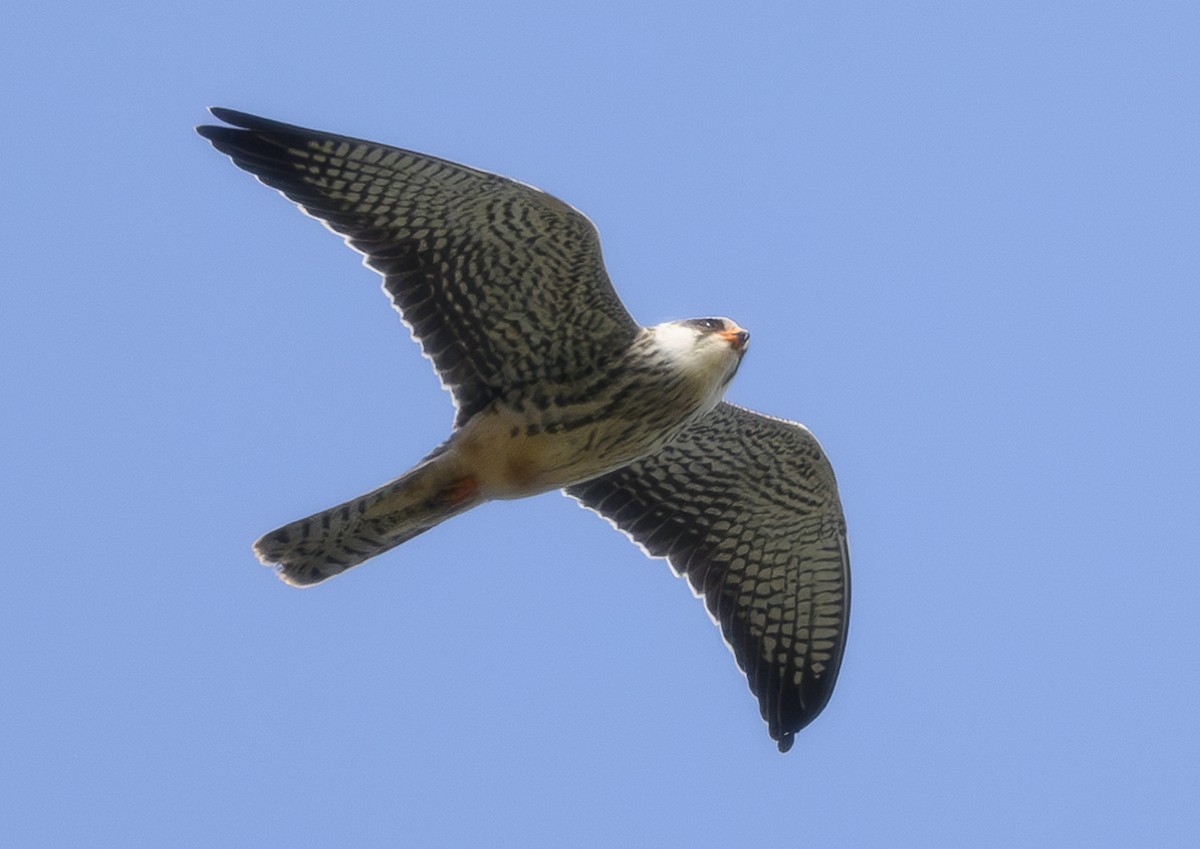 Amurfalke - ML646787787