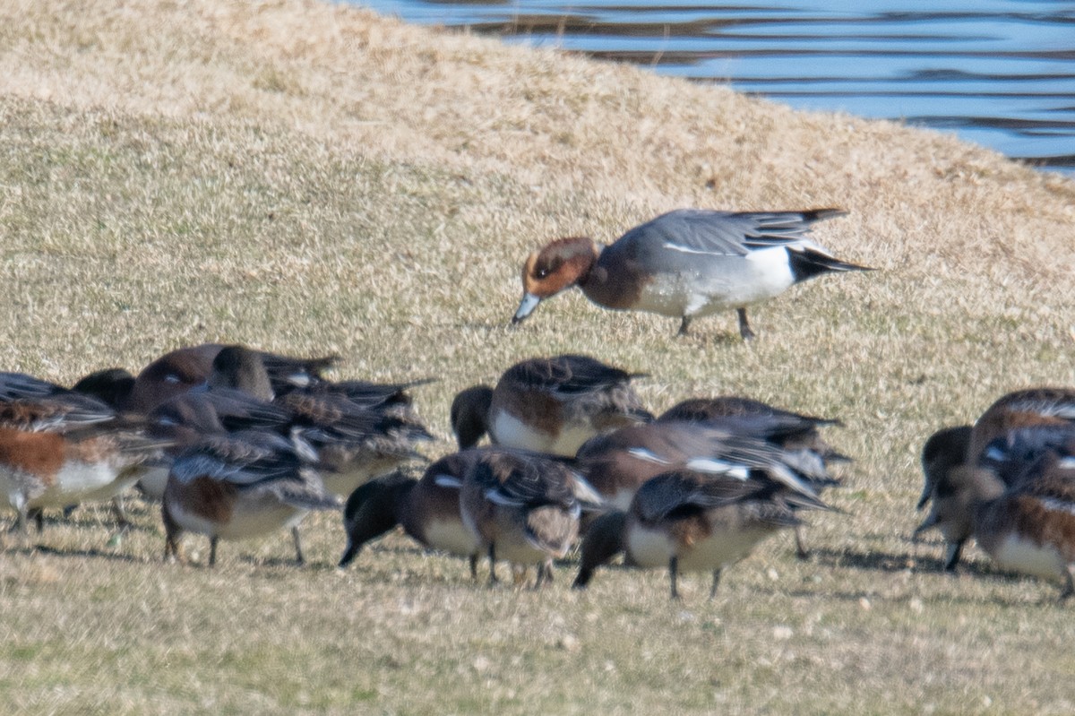 Свищ євразійський - ML646787788