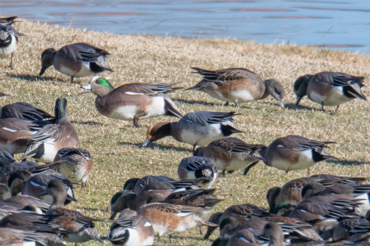 Свищ євразійський - ML646787789