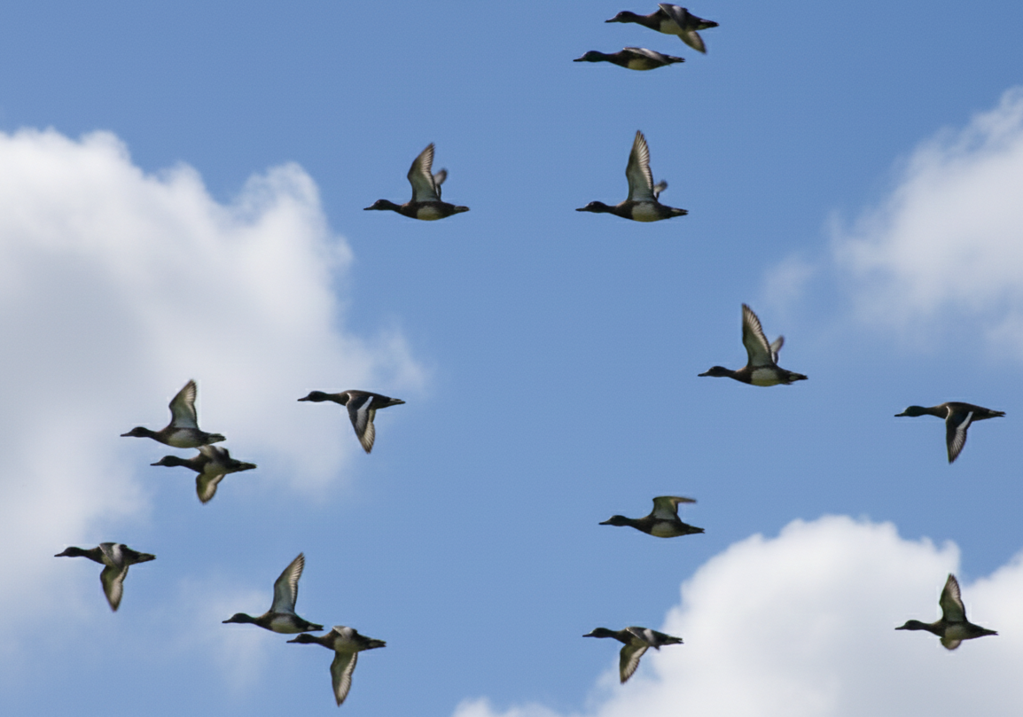 Ferruginous Duck - ML646787792