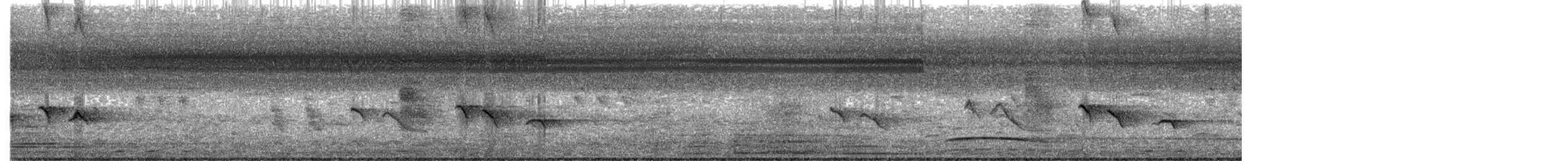 svartdrongo - ML646787793