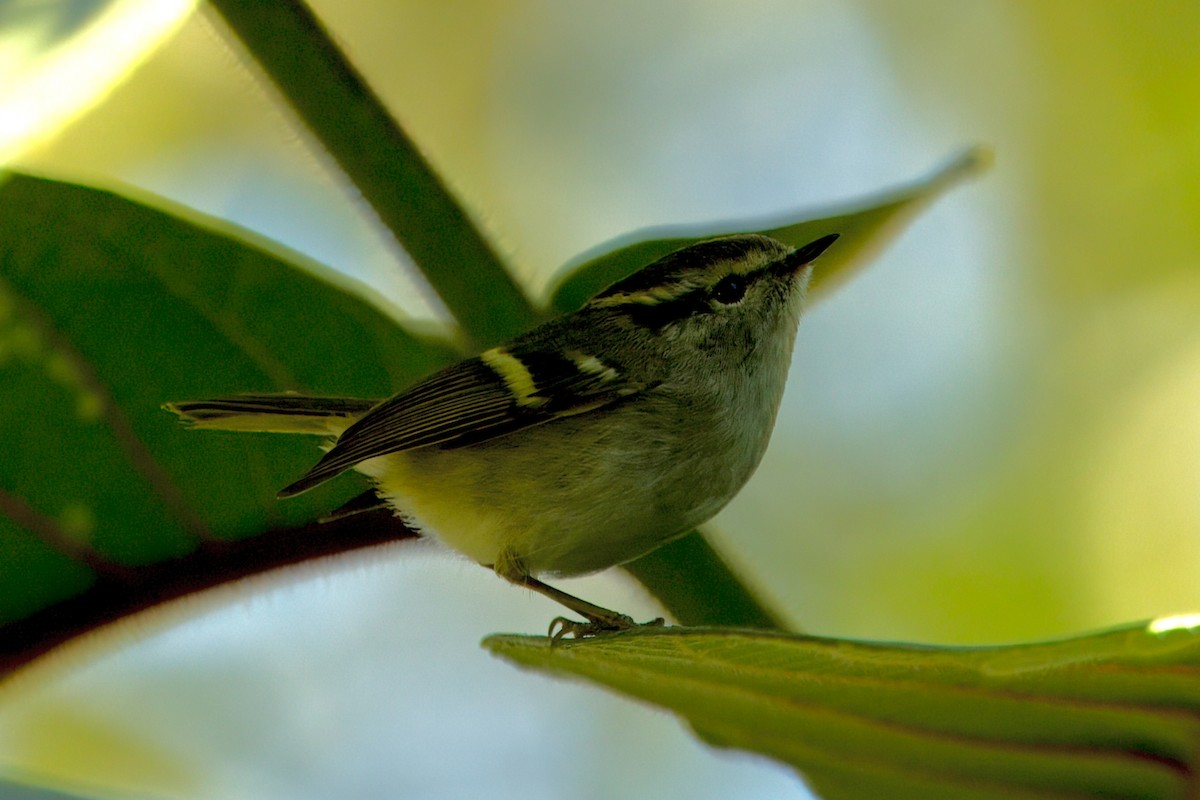 Lemon-rumped Warbler - ML646787794