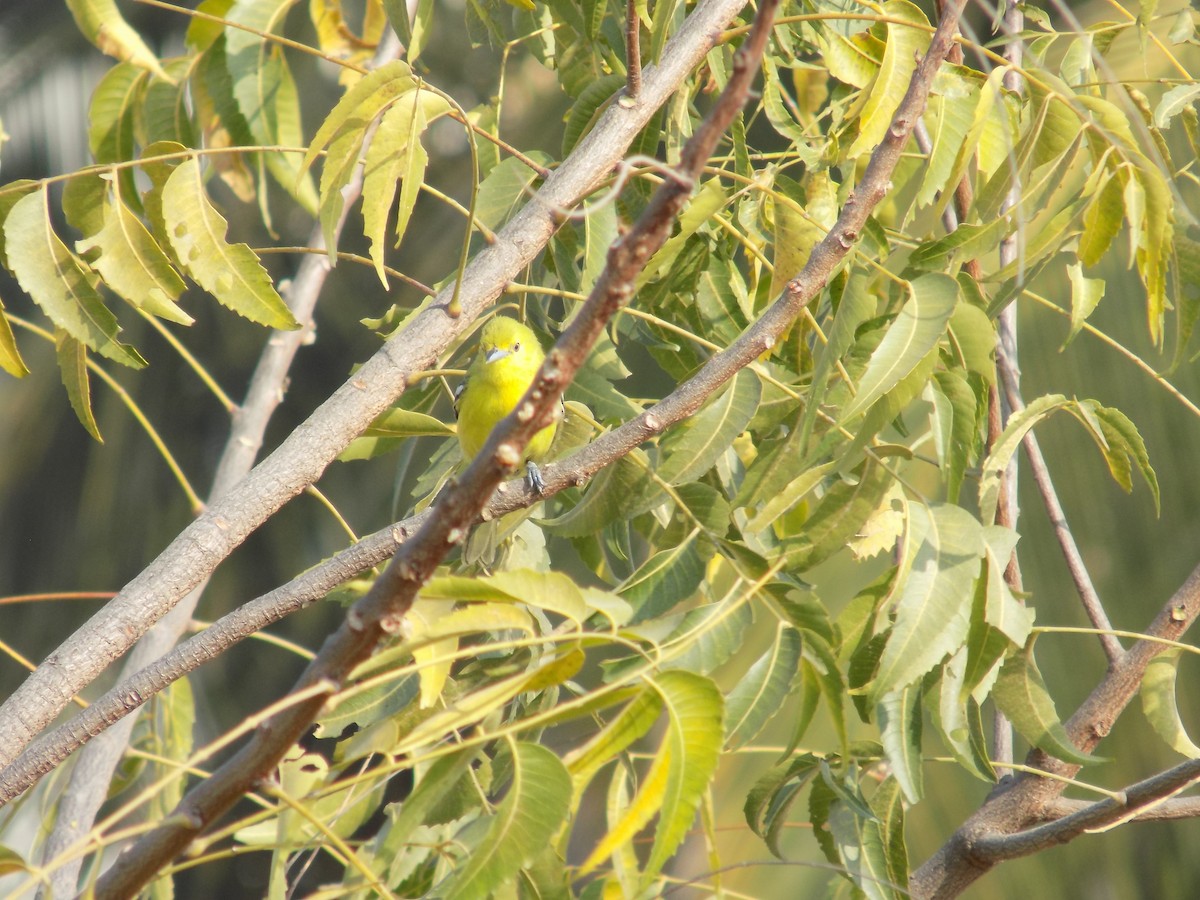 Common Iora - ML646787802