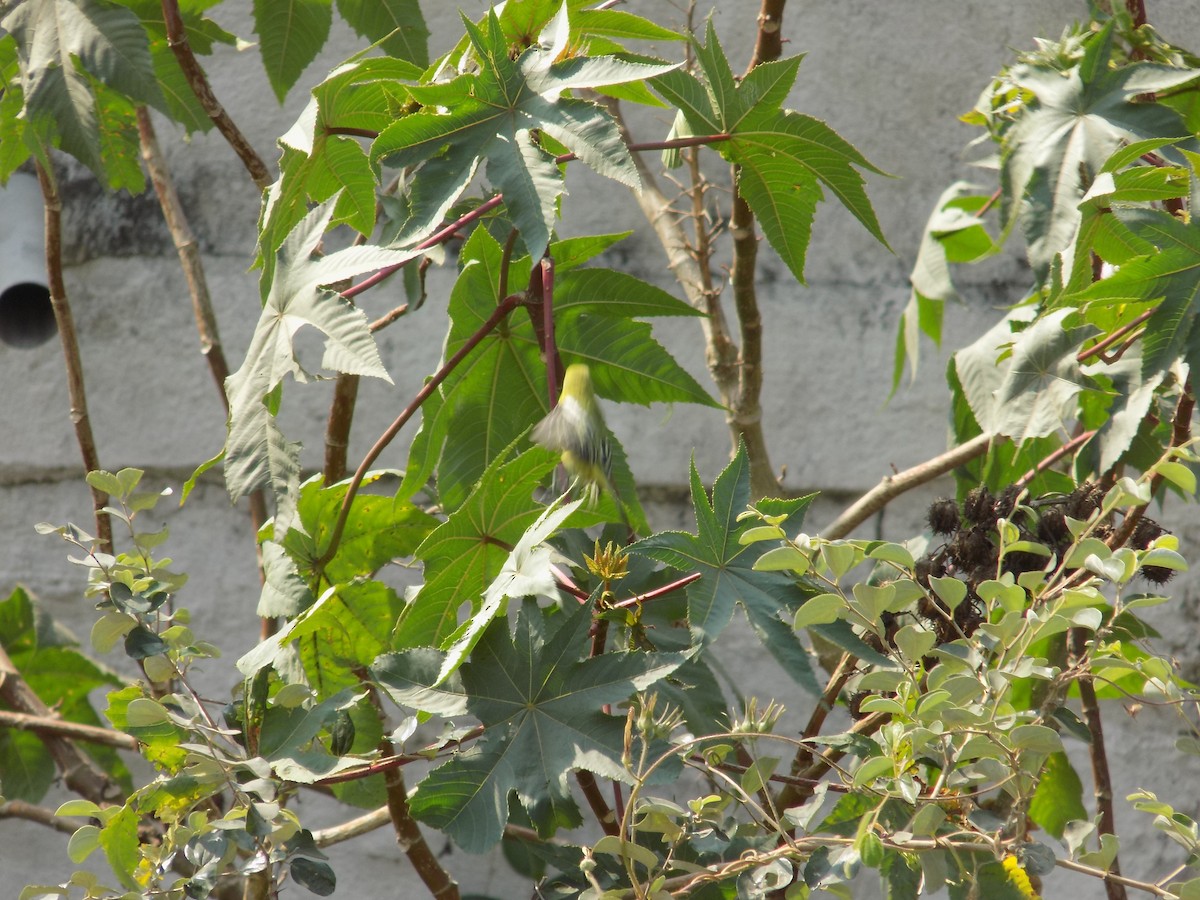 Common Iora - ML646787803