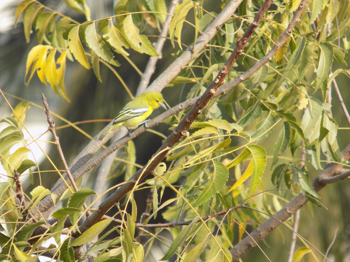 Common Iora - ML646787804