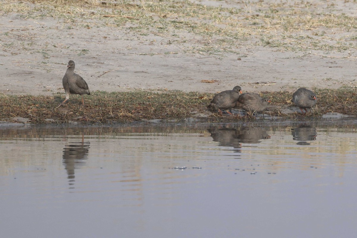Red-billed Spurfowl - ML646787805