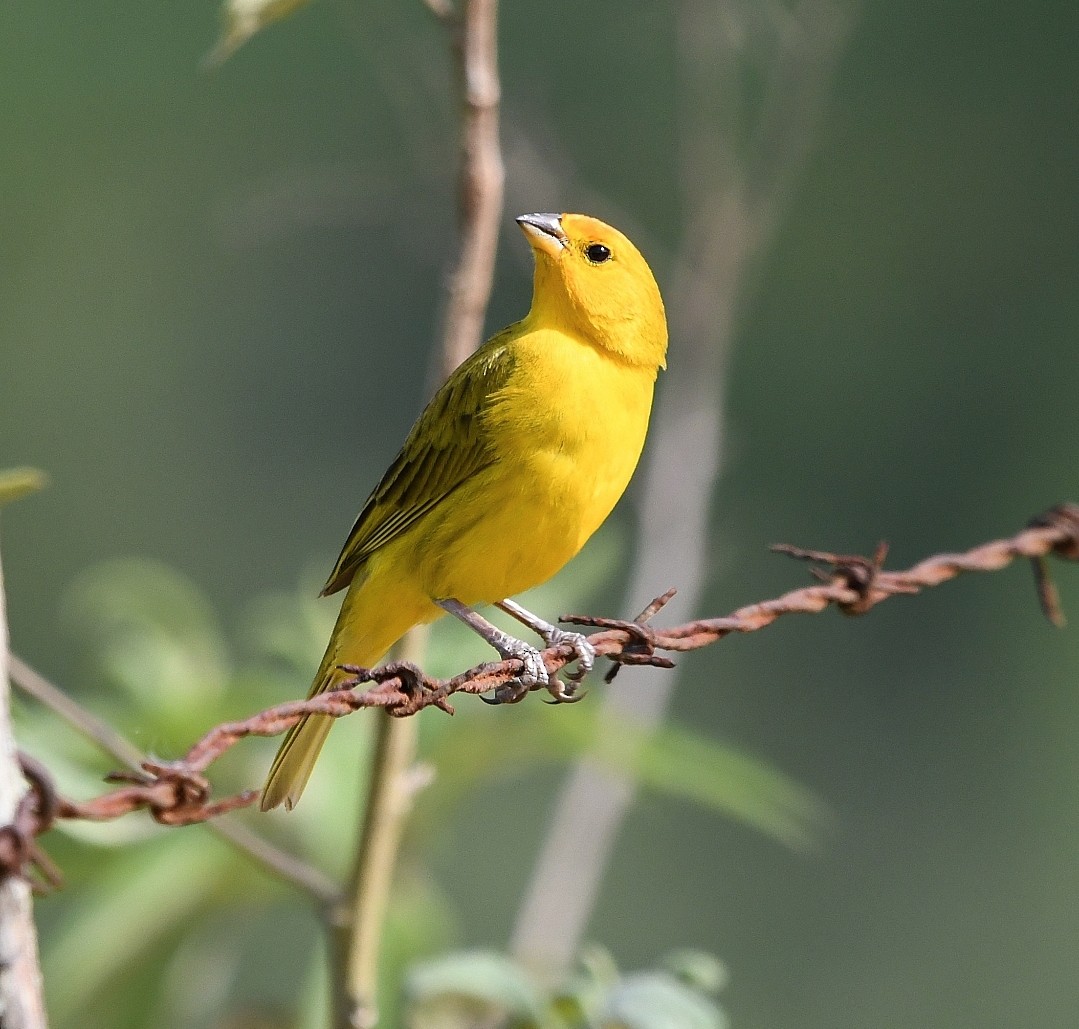 橙黃雀鵐 - ML646787807