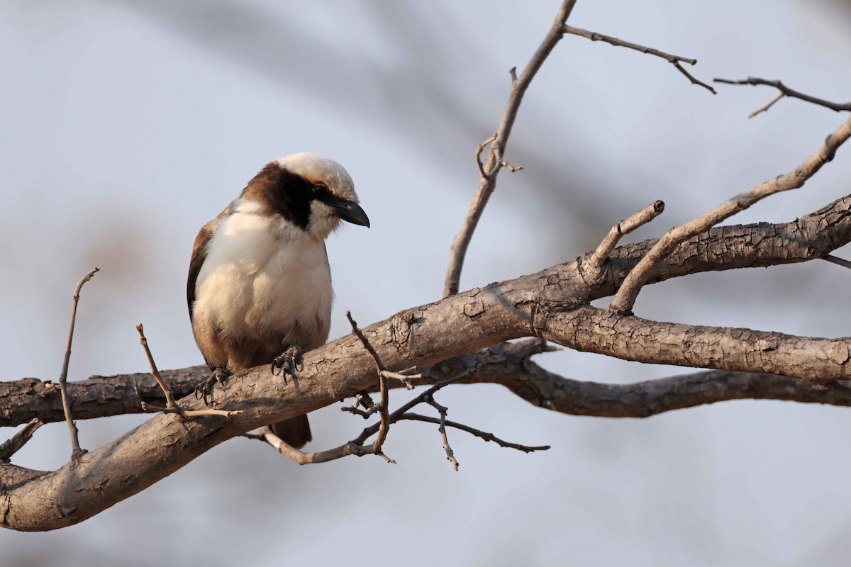White-crowned Shrike - ML646787808