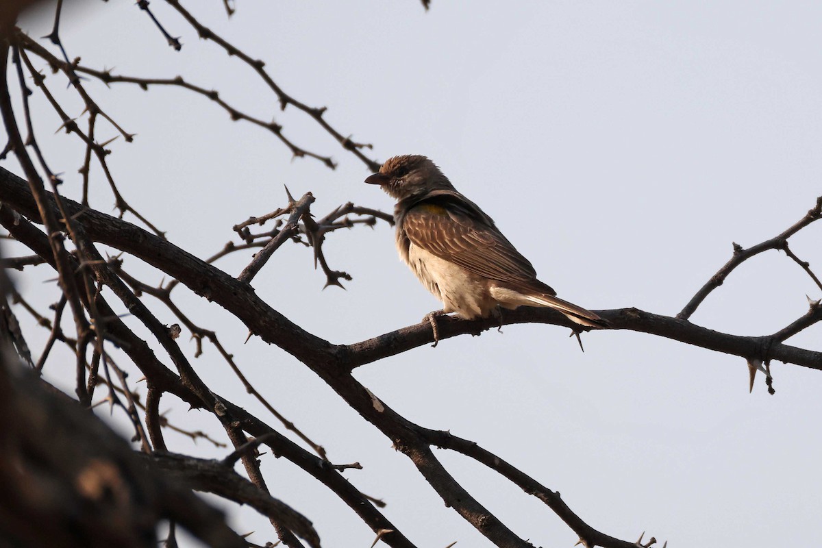 Greater Honeyguide - ML646787809