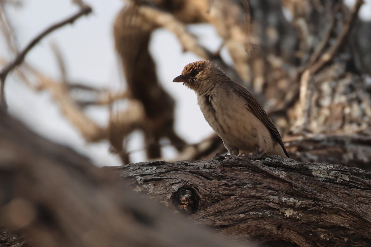 Greater Honeyguide - ML646787810