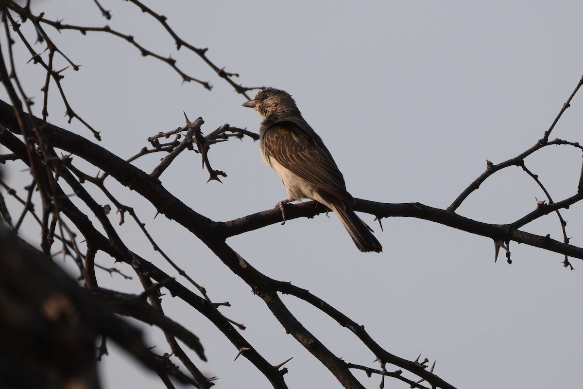 Greater Honeyguide - ML646787811