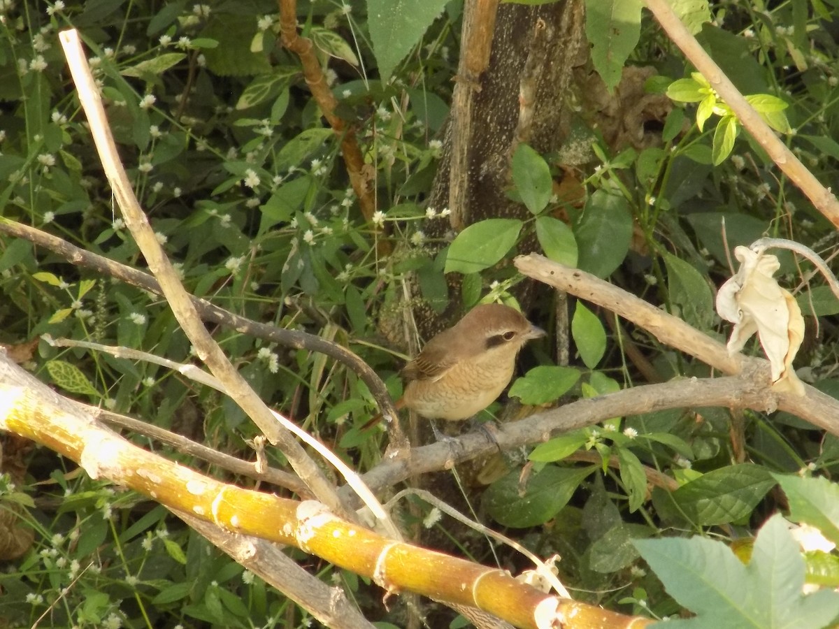 חנקן חום - ML646787813