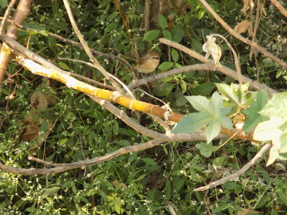 חנקן חום - ML646787814