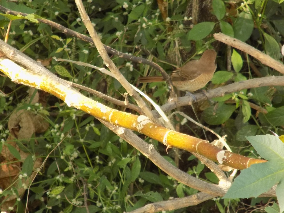 חנקן חום - ML646787816