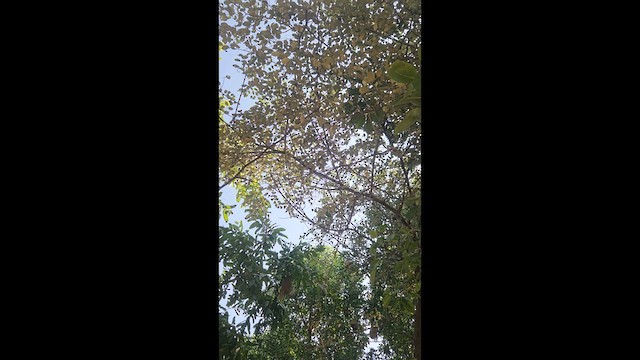 Common Iora - ML646787817