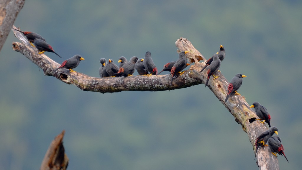 Finch-billed Myna - ML646787818