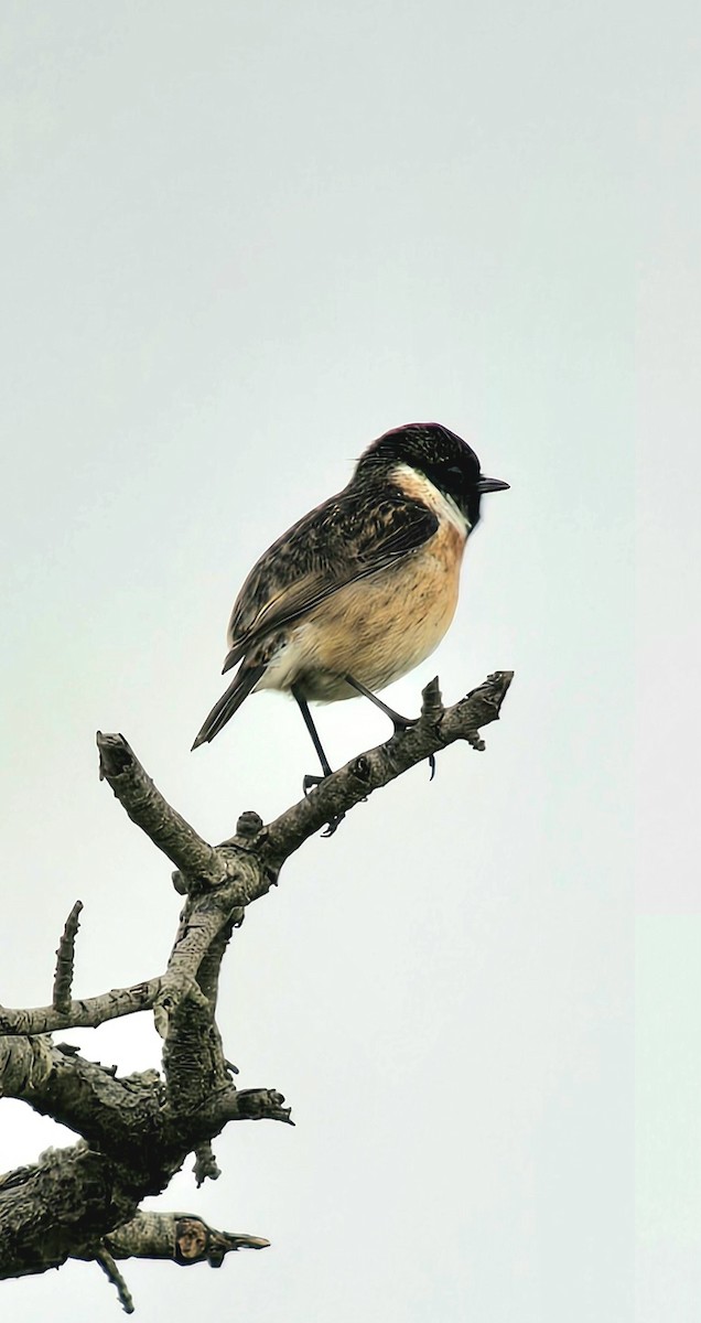 European Stonechat - ML646787826