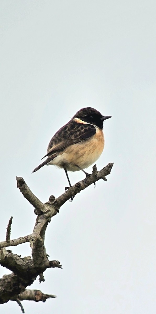 European Stonechat - ML646787827