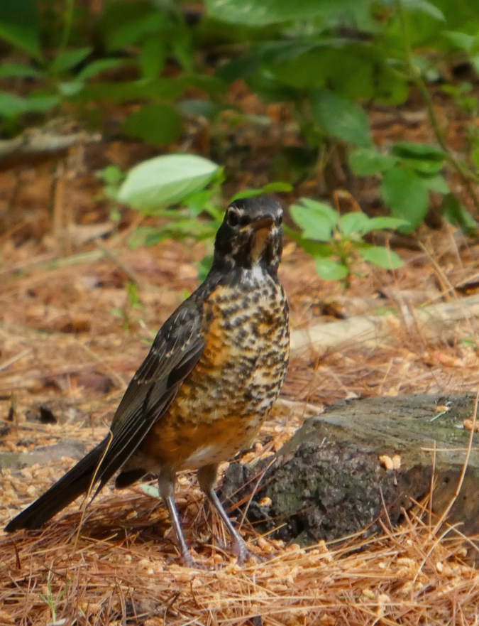 American Robin - ML646787835