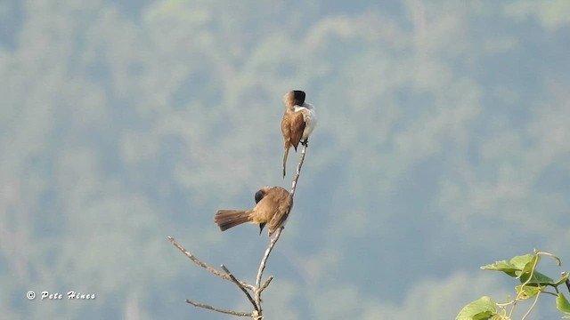 Bulbul Pechipardo - ML646787836