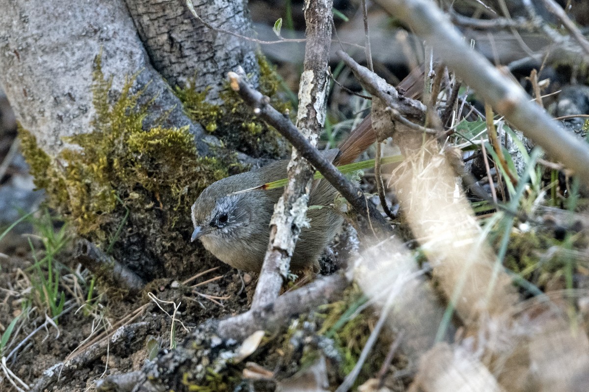 Timalí Colirrufo - ML646787837