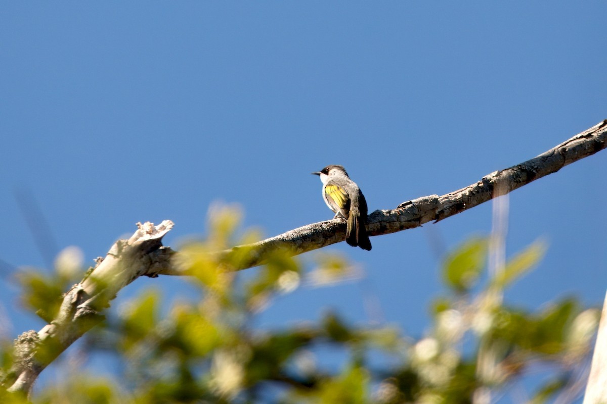 Ashy Bulbul - ML646787838