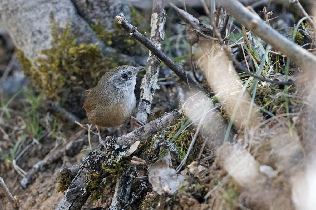 Timalí Colirrufo - ML646787841