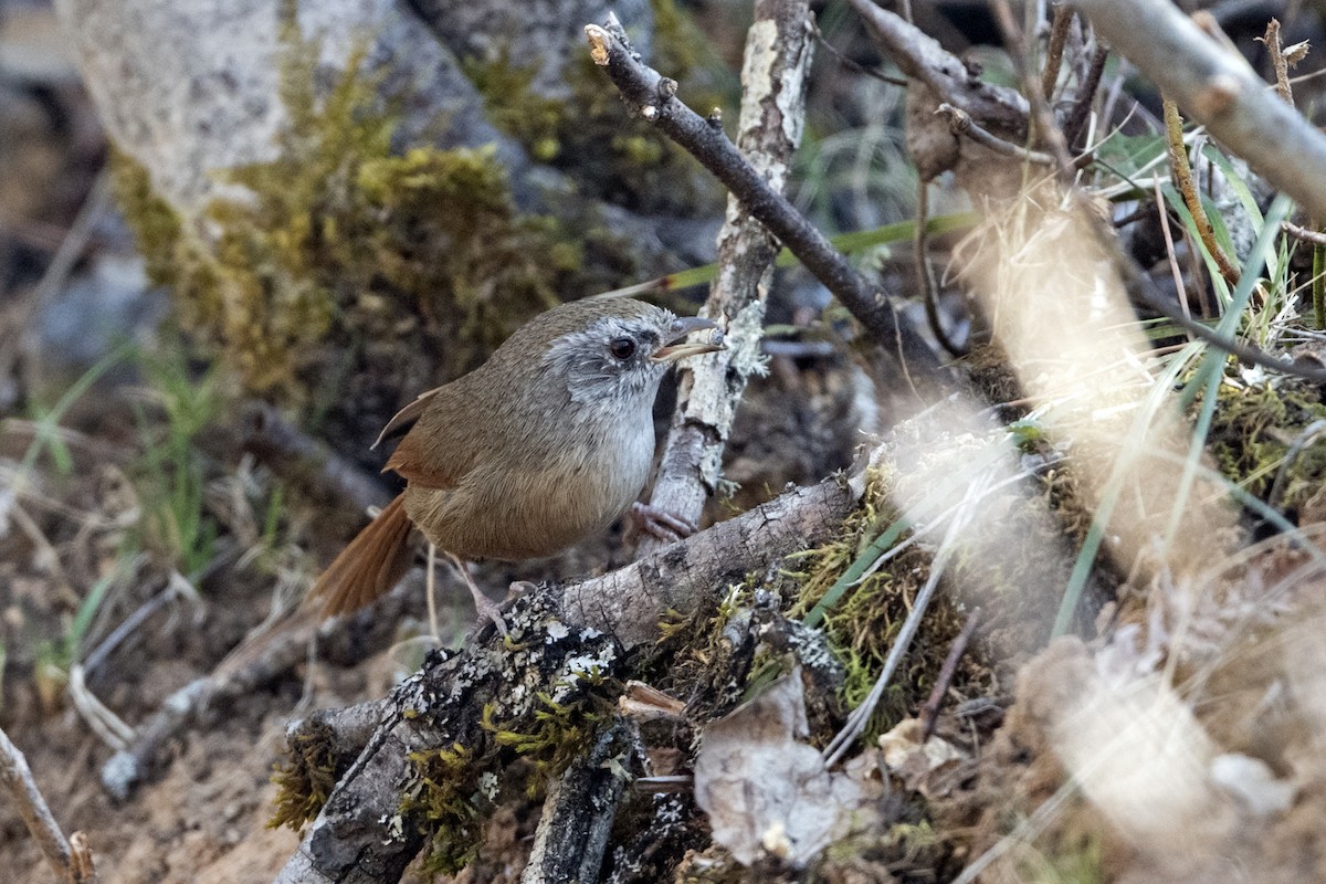 Timalí Colirrufo - ML646787842