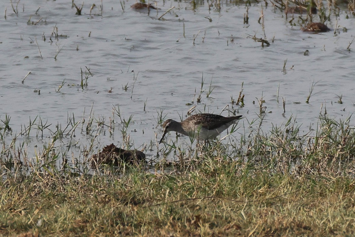 vodouš bahenní - ML646787843