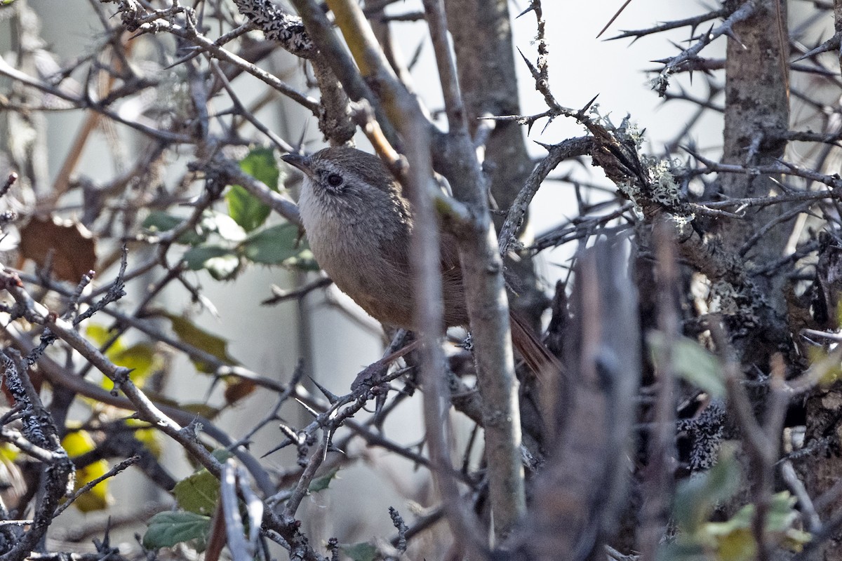 Timalí Colirrufo - ML646787844