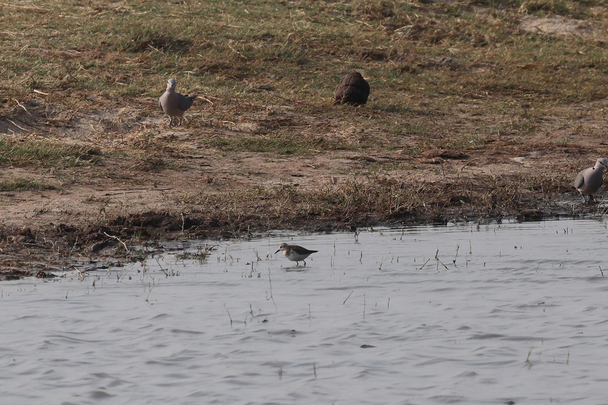 Küçük Kumkuşu - ML646787846