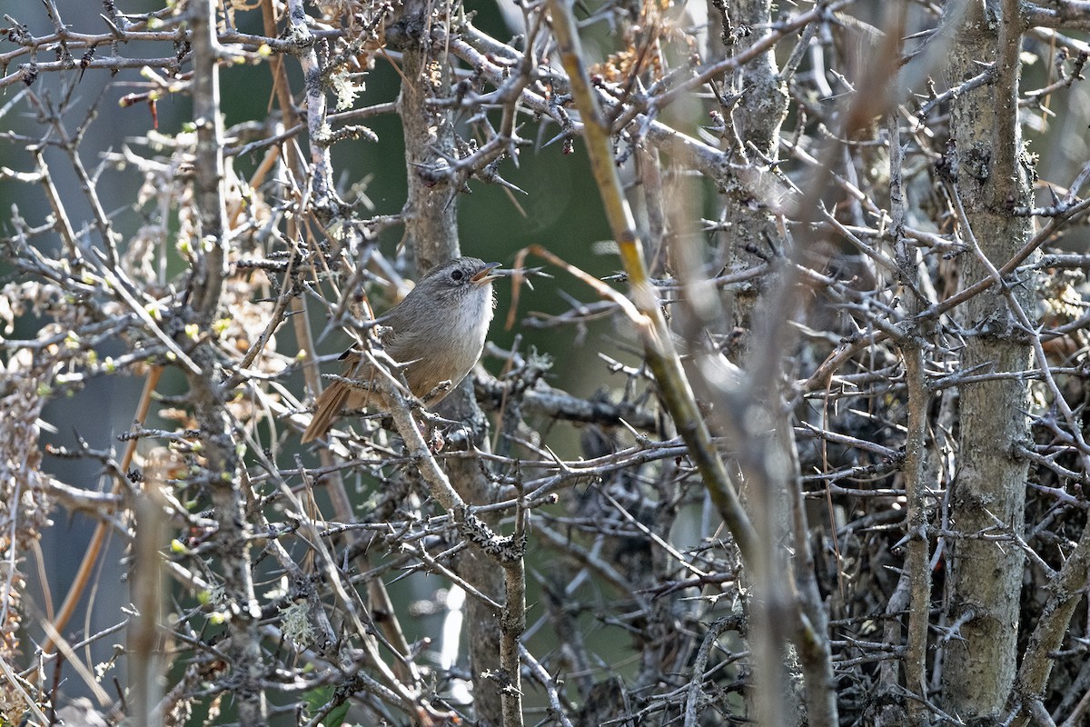 Timalí Colirrufo - ML646787849