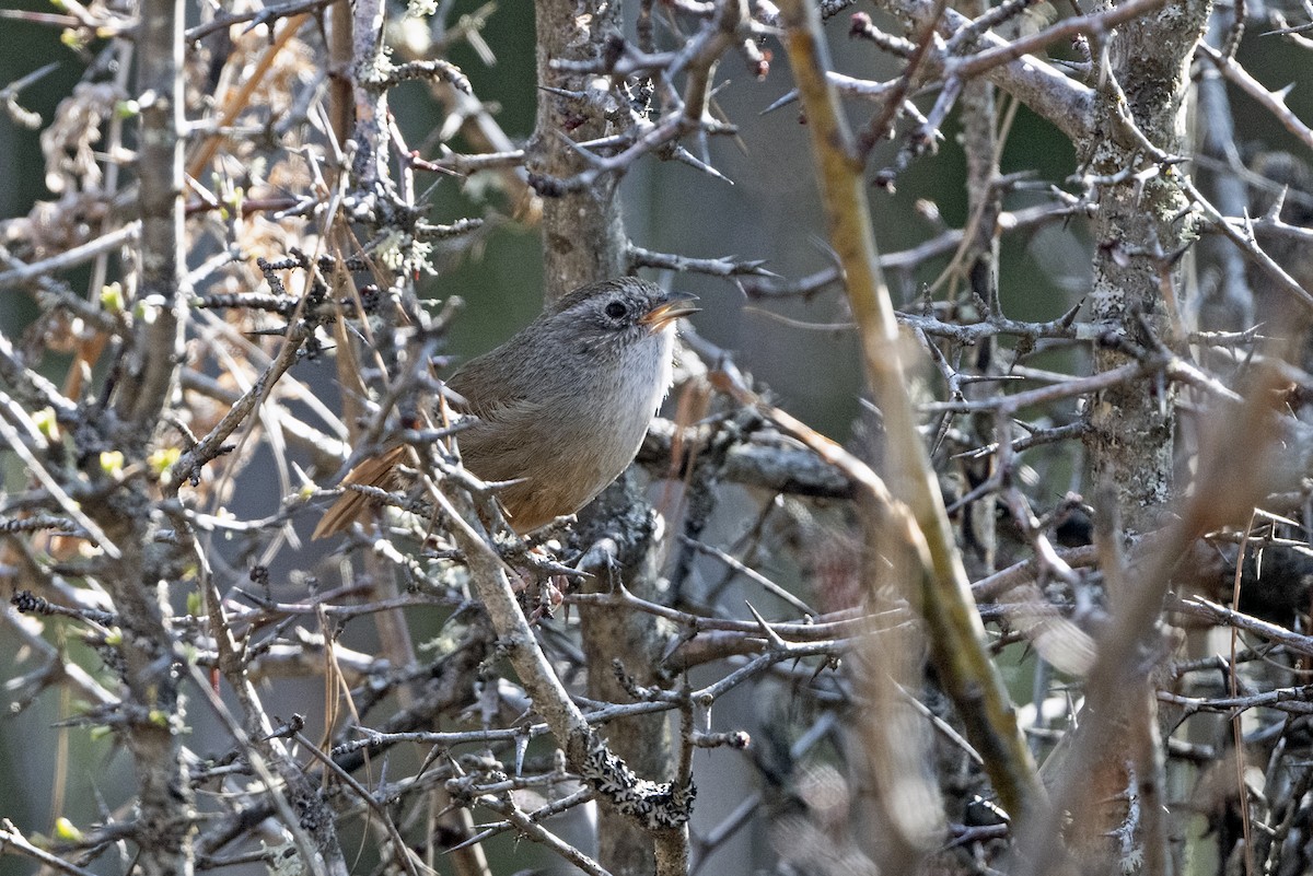 Timalí Colirrufo - ML646787850