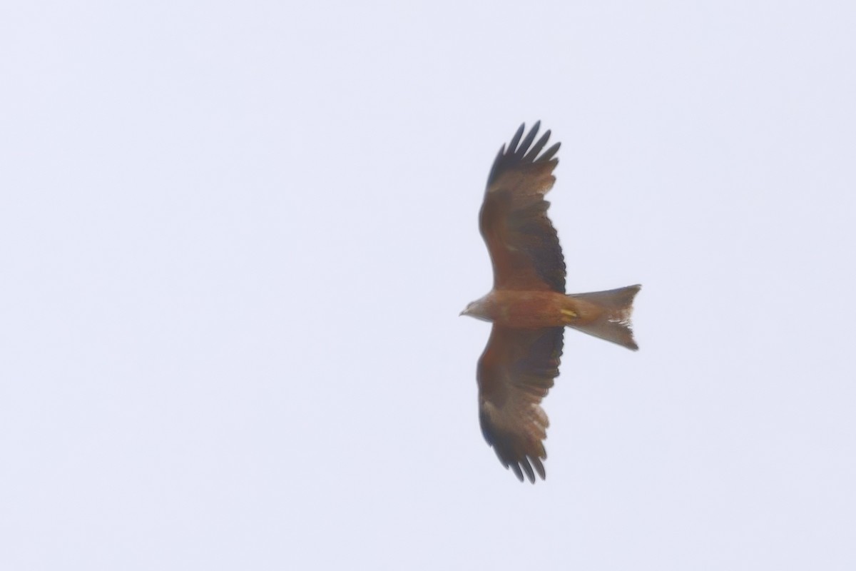 Kara Çaylak - ML646787851