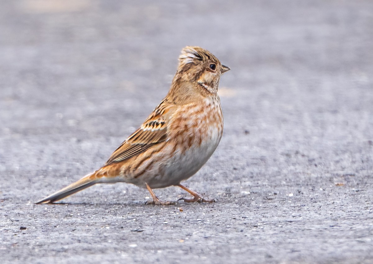 Fichtenammer - ML646787852