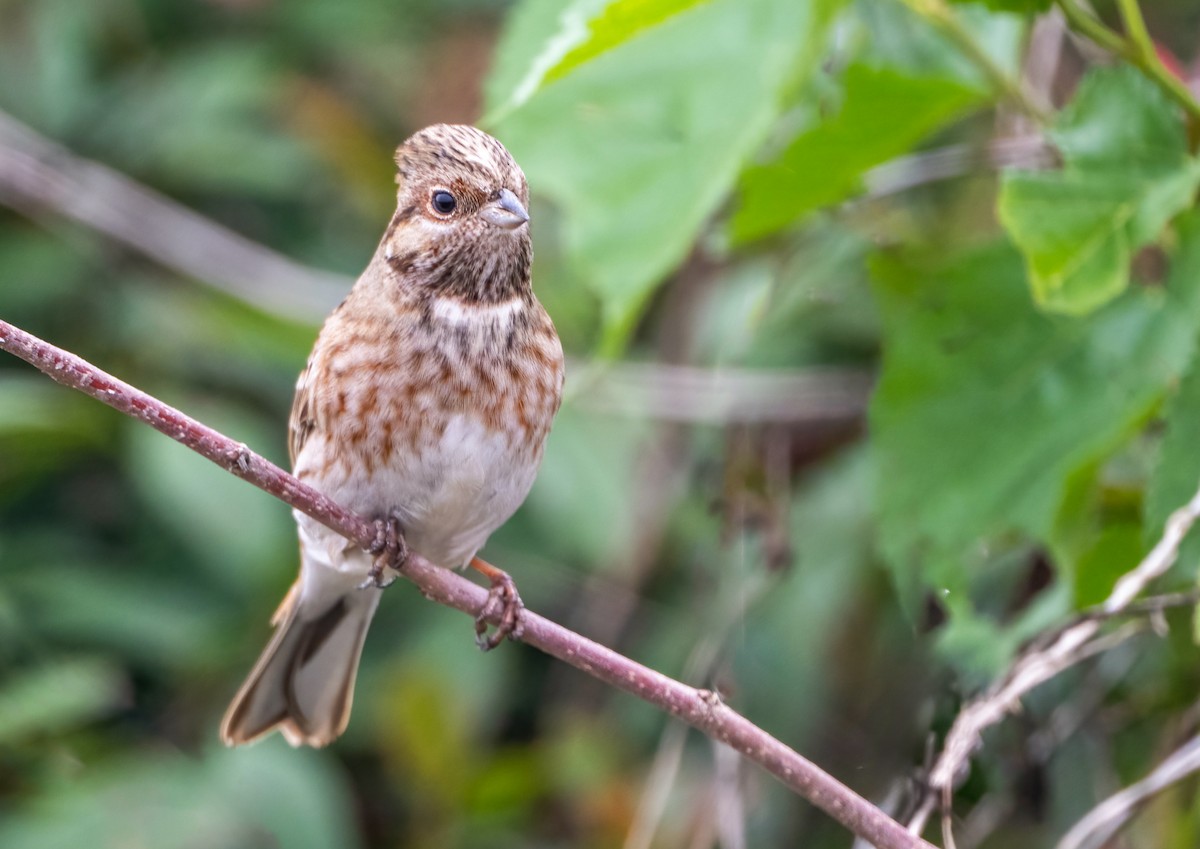 Fichtenammer - ML646787853