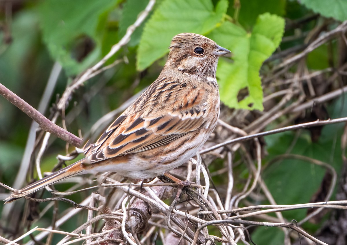 Fichtenammer - ML646787854