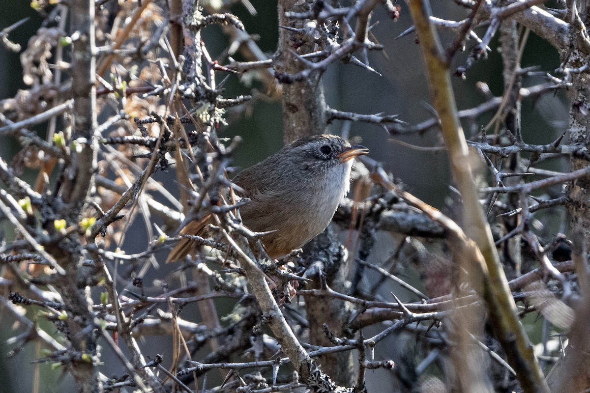 Timalí Colirrufo - ML646787855
