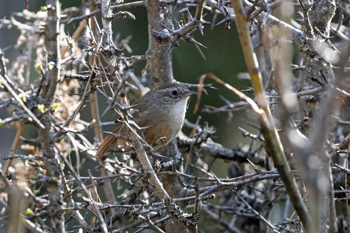 Timalí Colirrufo - ML646787856